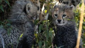 At Kuno, Namibian cheetah Jwala gives birth to three cubs.